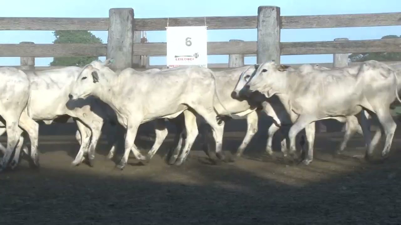 LOTE 06 - 74 FEMEAS NEL. 15 MESES 241KG - 80 KM MIRANDA/MS - SENTIDO CORUMBÁ