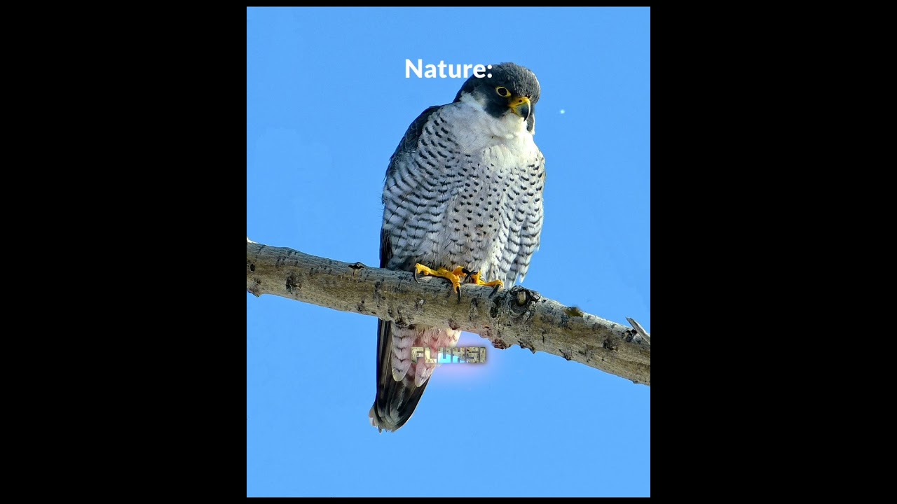 God's Creation Be Like
