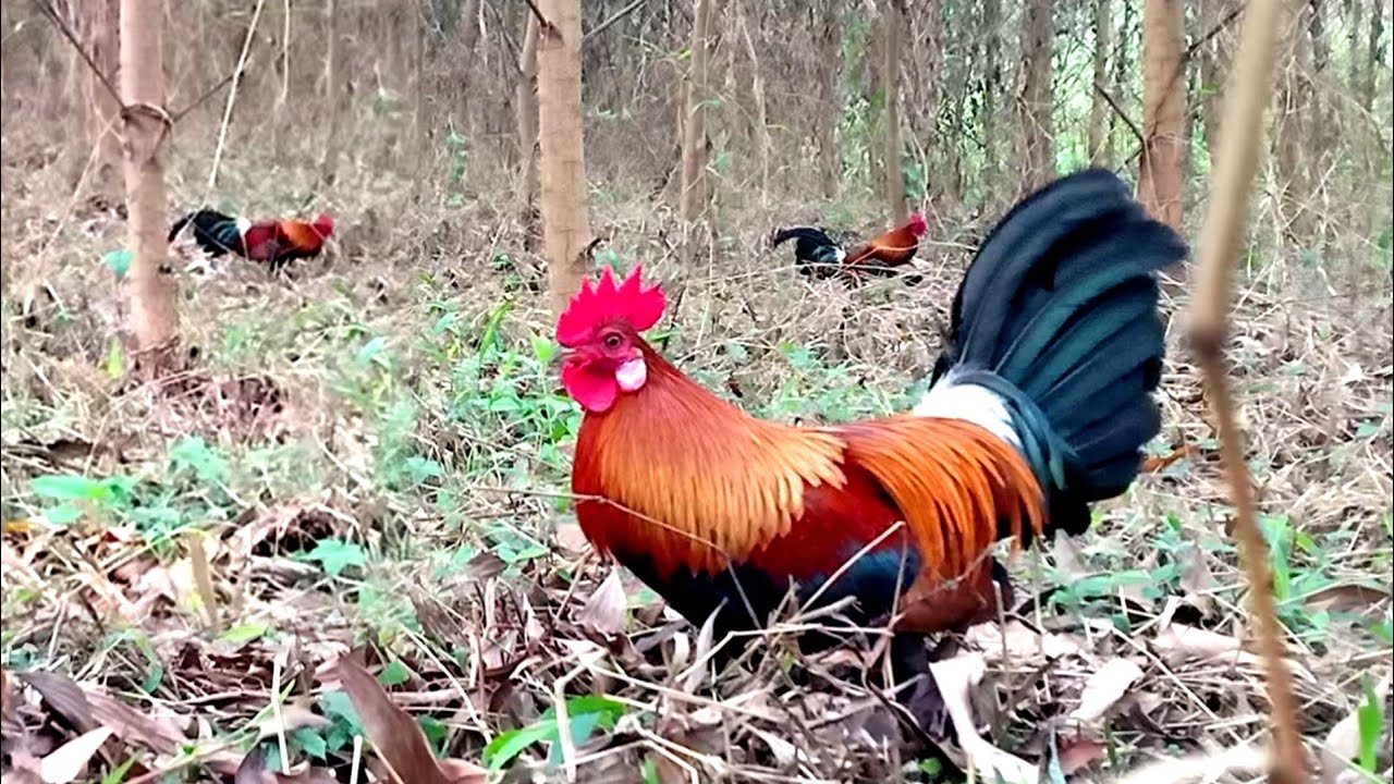 Bẫy gà rừng tai đỏ miền mắc mới nhất năm 2026 và cái kết | Hoàng Thắng