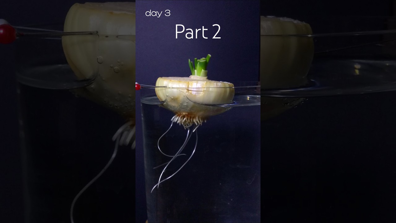 Onion time lapse part 2, in water for 18 days