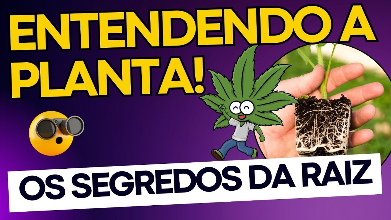 ENTENDENDO A MACONHA: CUIDADOS E DICAS PARA A RAIZ SAUD&Aacute;VEL