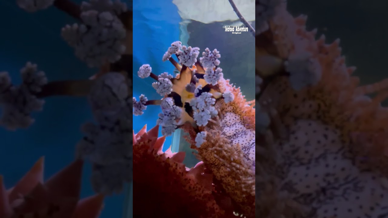 Do you know what this strange sea creature is#SeaMystery #OceanLife #WhatIsThis #MarineCreature