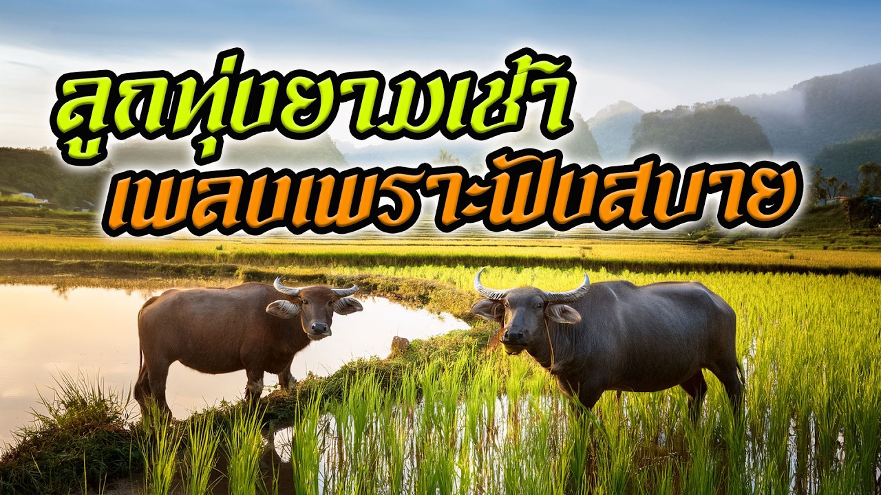 ลูกทุ่งยามเช้า เพลงเพราะฟังสบาย