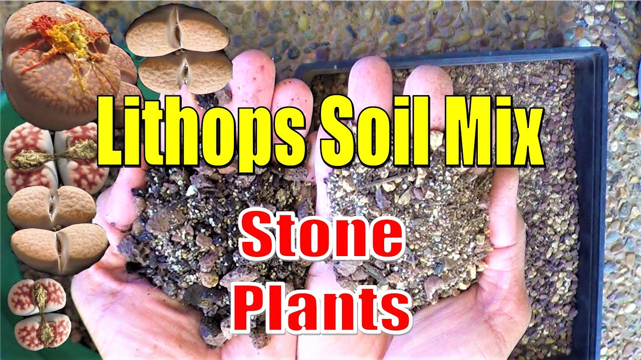How to make LITHOPS Soil Mix & TRANSPLANT | Growing Succulents with LizK