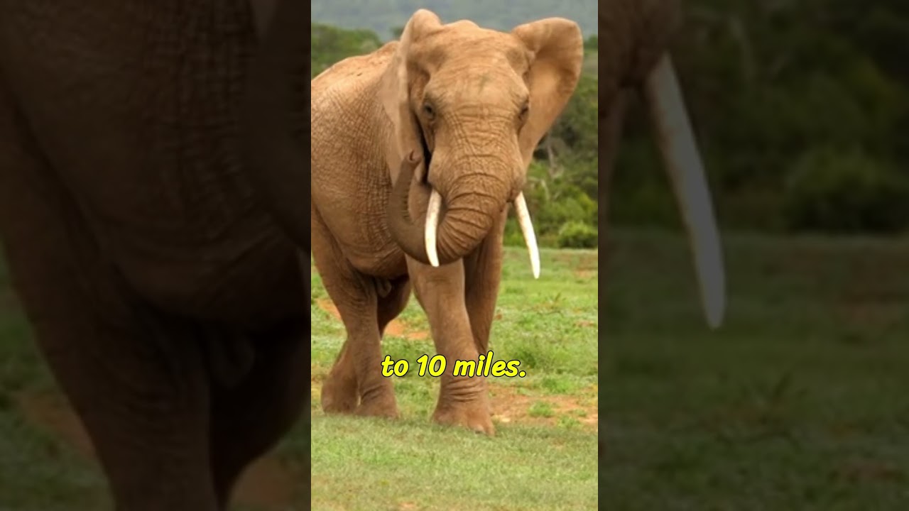 Secret Signals: How Elephants Speak with Infrasound 🐘🔊