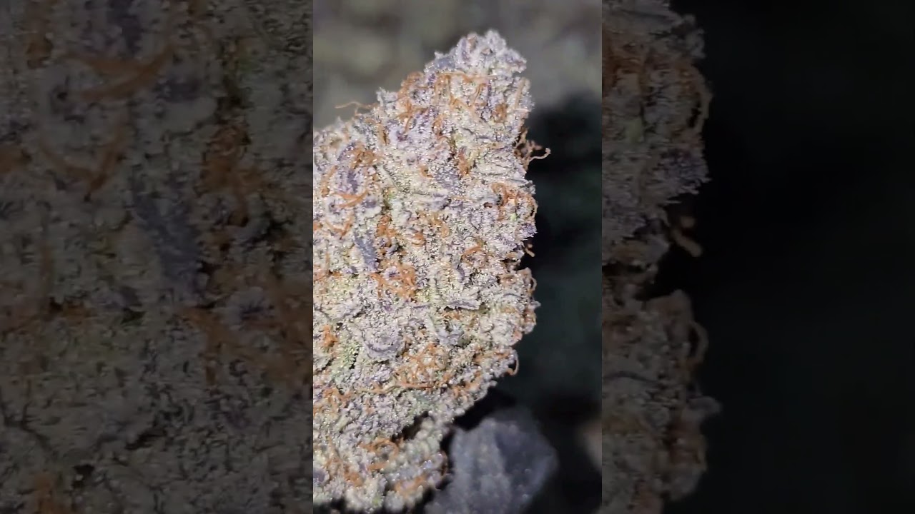 Night Owl Strawberry Milk and Qookies F2 Remix available now at Seeds Locker