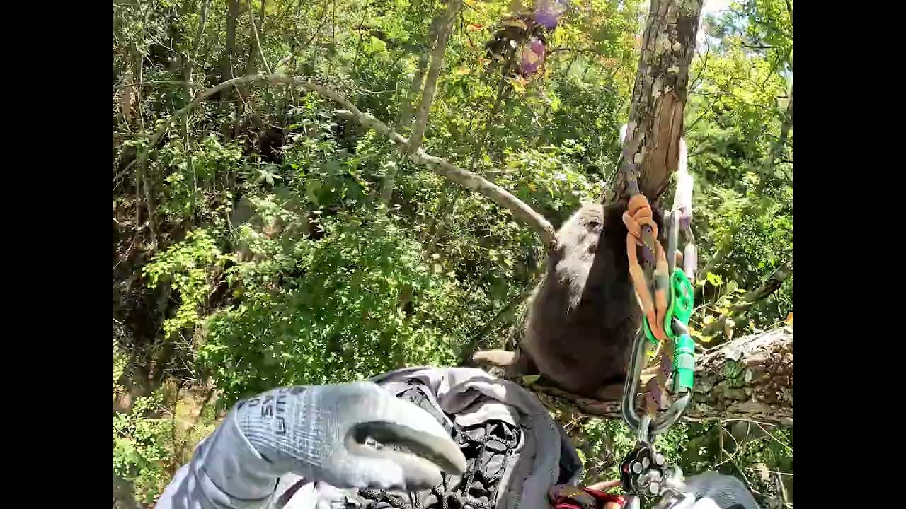 Biscuit's Rescue