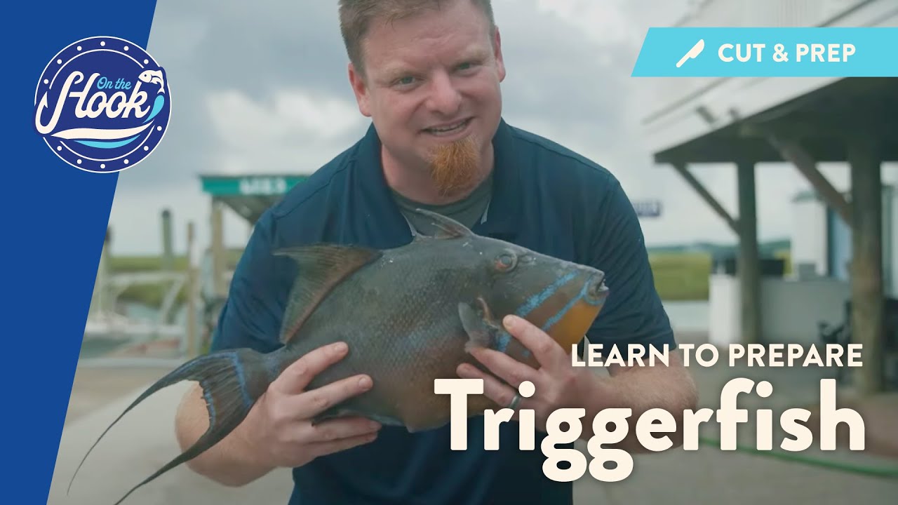 How to Clean and Prepare a Triggerfish to Cook - On the Hook