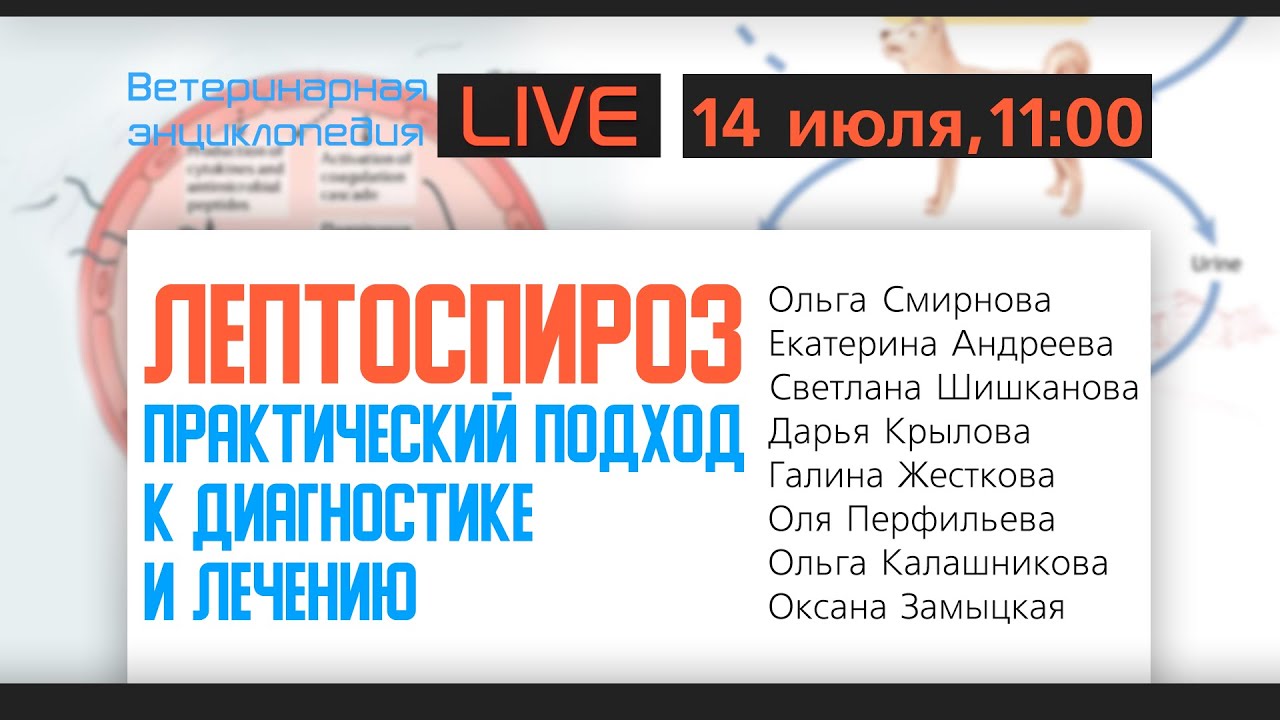 Лептоспироз. Практический подход к диагностике и лечению