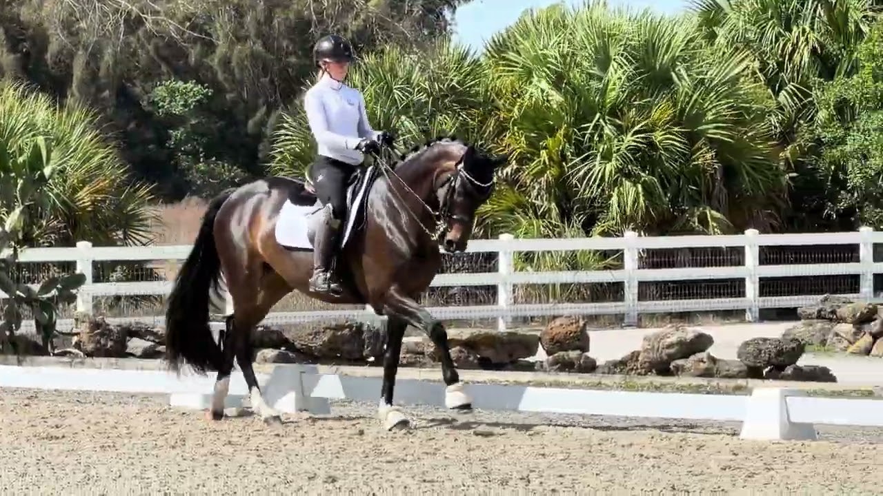 Fleur De Vie - Dressage horse for sale