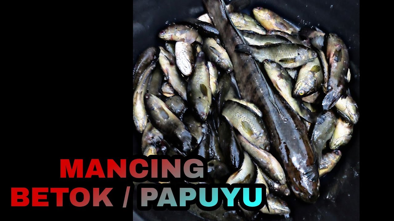 Panen Betok Tepat di Sarangnya, Baru Plung Langsung Nyut ~ MKK || Part 1 #6