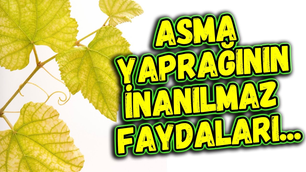 Asma Yaprağının İnanılmaz Faydası 1 G&uuml;nde Etki G&ouml;steriyor