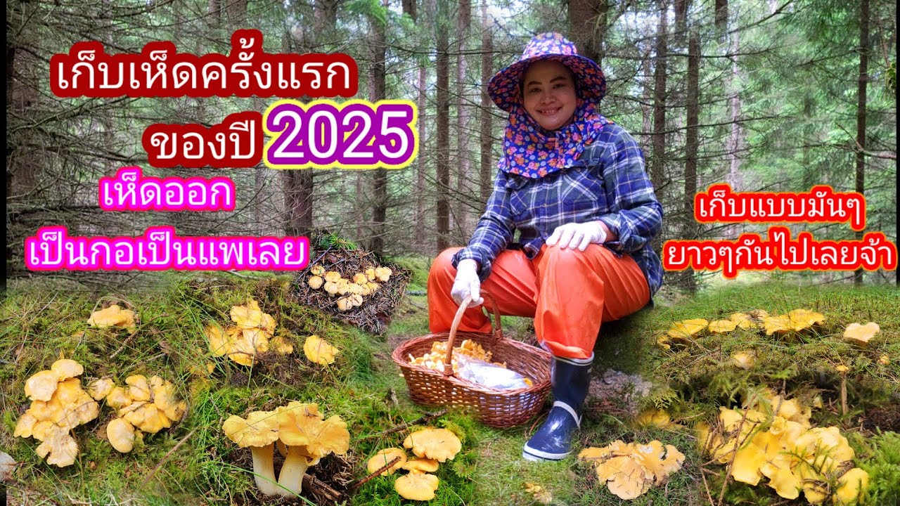 เก็บเห็ดรอบแรกของปี2025เห็ดออกเยอะมาเป็นกอเป็บแพเลย