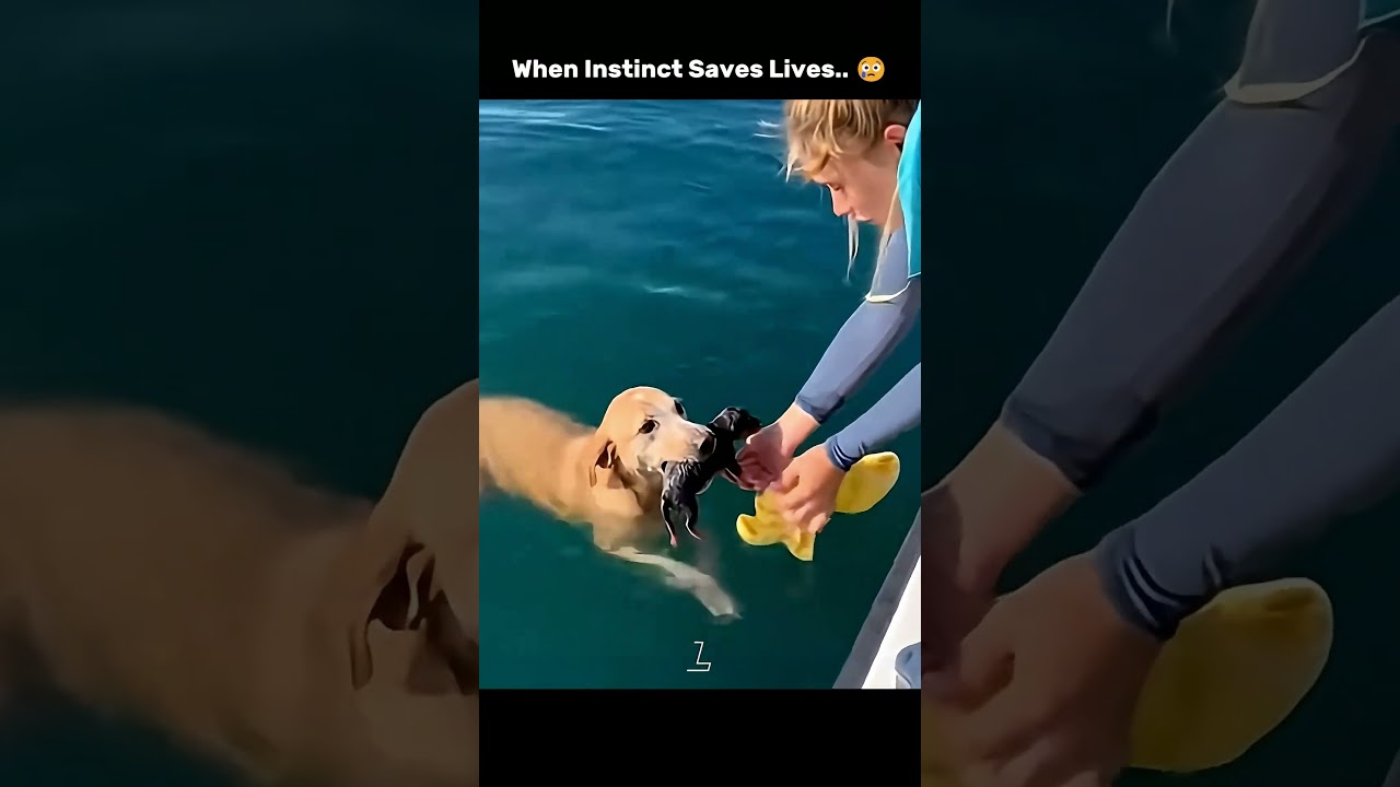 When Instinct Saves Lives..
