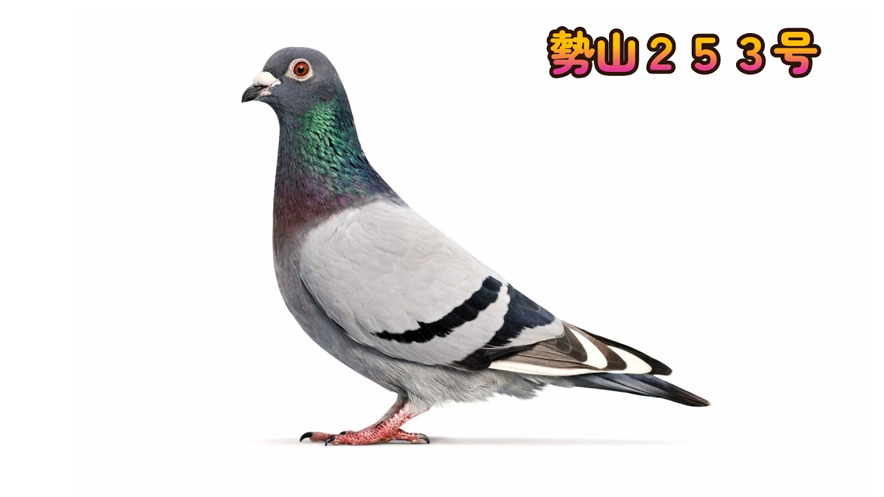 思い出に残る銘鳩 勢山253号 58。歴史に残る銘鳩。細川鳩舎。プカラスロフト＆不知火ロフト。