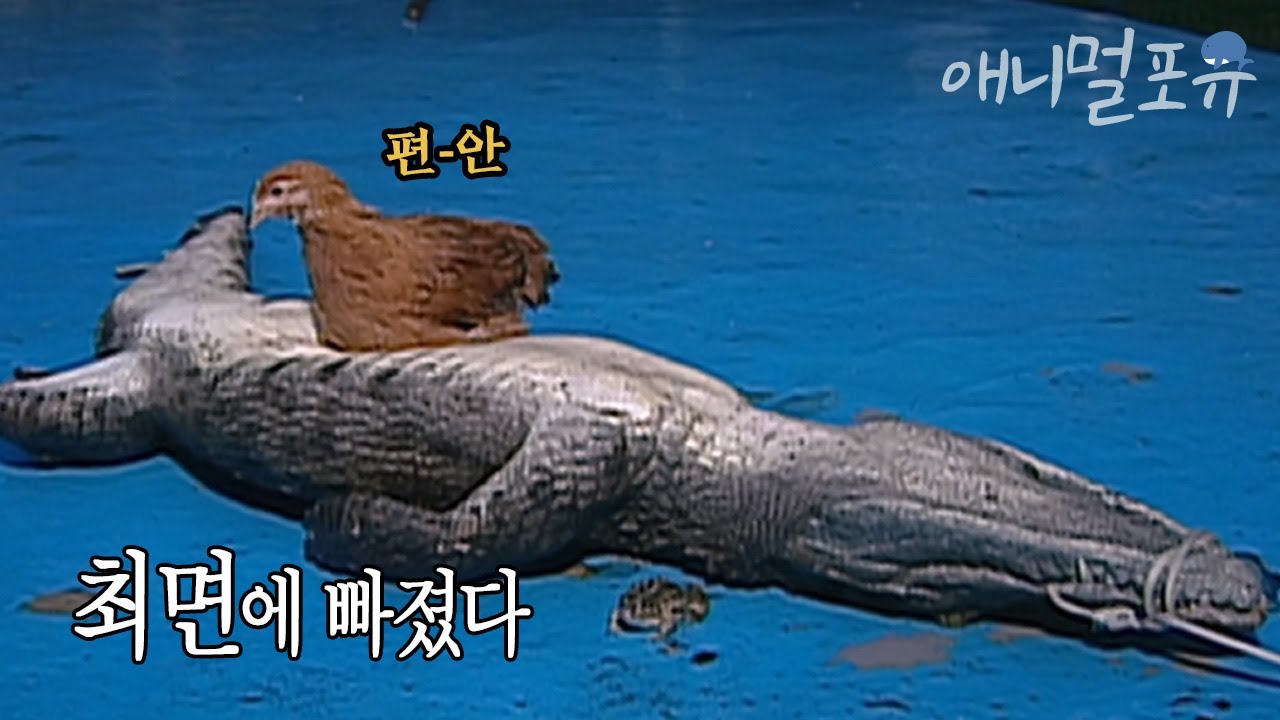 악어는  【　　　】하면 최면에 걸린다?｜KBS 스펀지 090127 방송