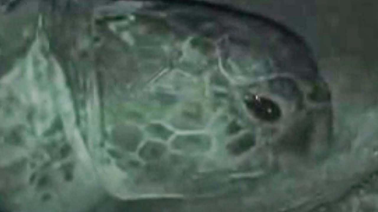 Amazing Mother Turtle Laying Eggs at Night | Unknown Africa | BBC Studios