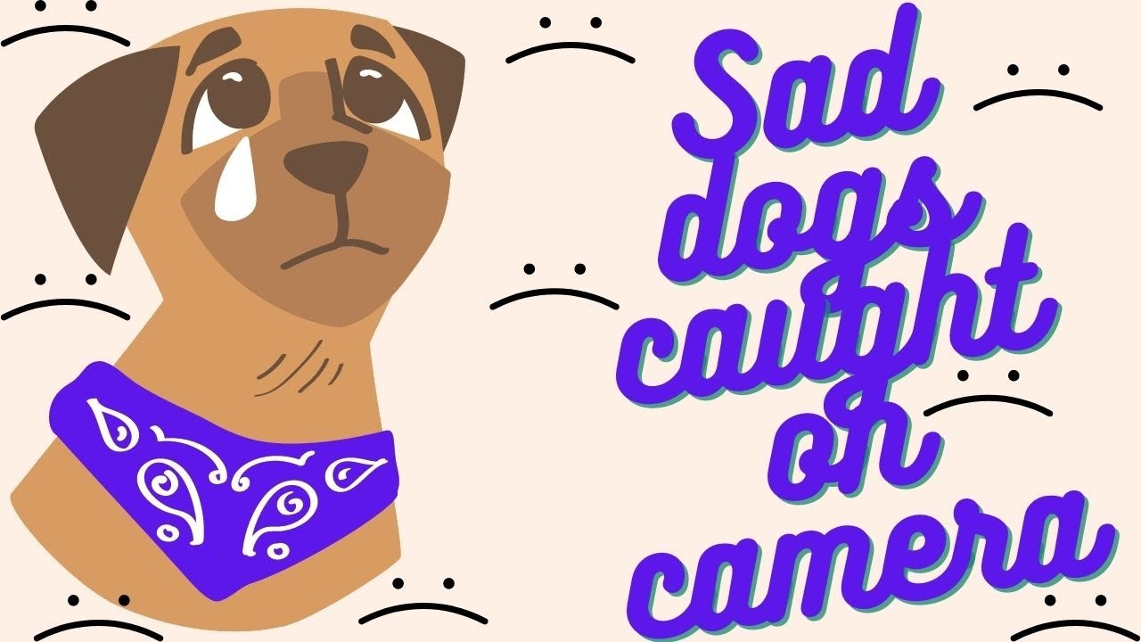 Sad dogs caught on camera.(ways to cheer them up)
