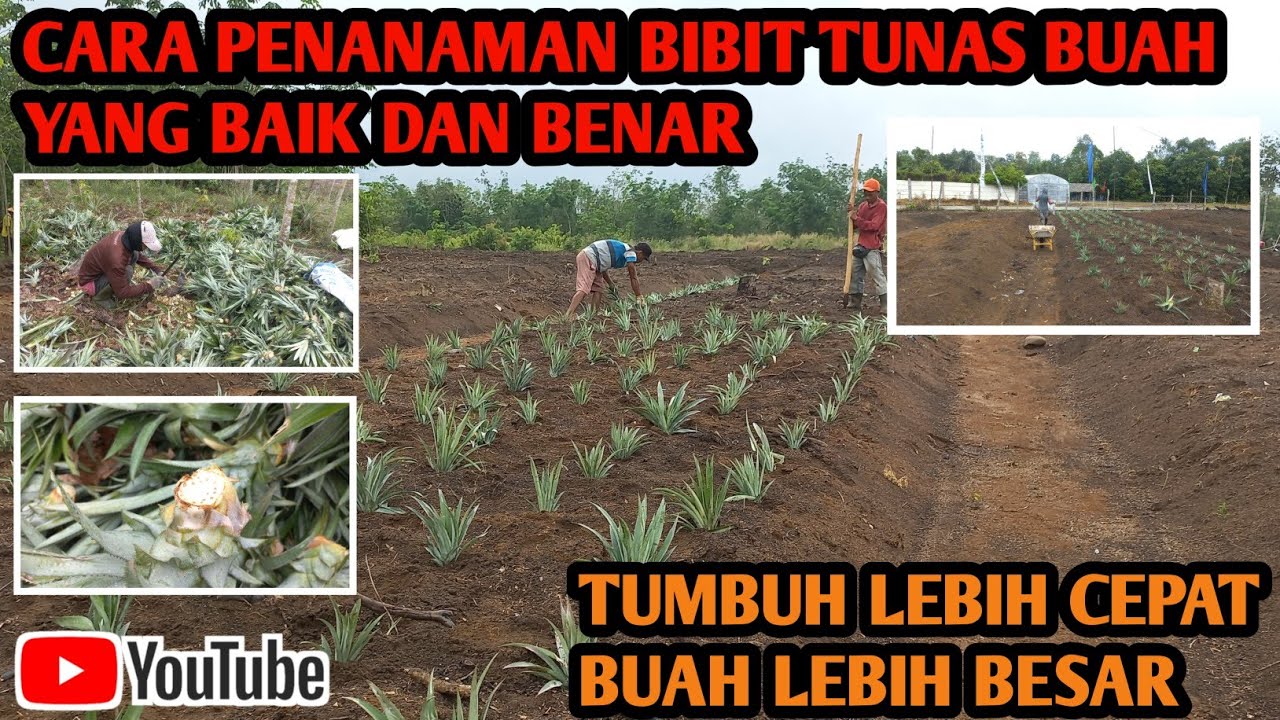 CARA PENANAMAN BIBIT TUNAS BUAH NANAS YANG BAIK DAN BENAR