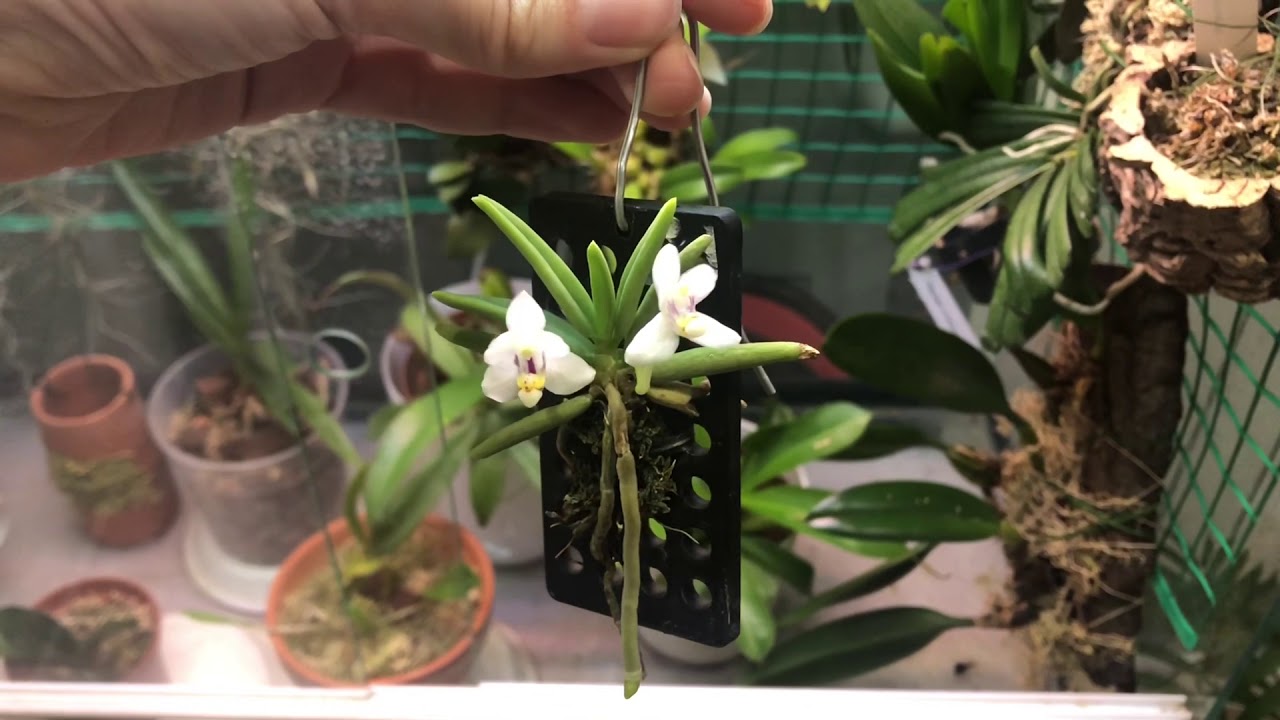 Pteroceras semiteretifolium, мини орхидея птероцерас обзор