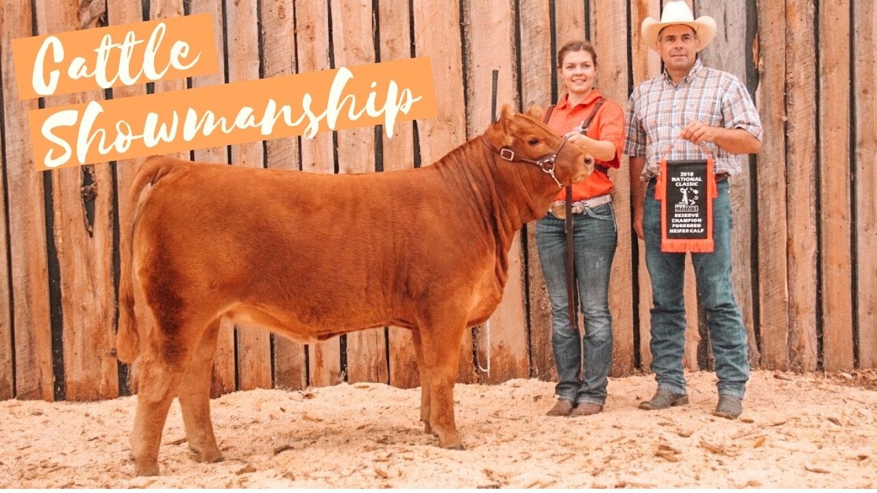 Cattle Showmanship