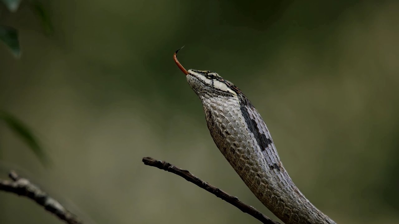 One Africa's Deadliest Back Fanged Tree Snakes on Full Display