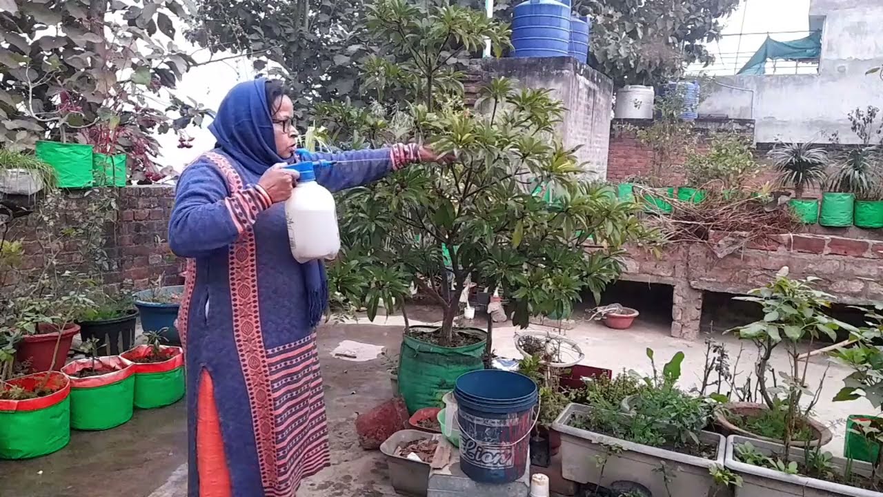 मेरे चीकू में भरभर के fruitingहो रही आजतक छत पर लगे ग्रो बैग में नही देखा #maacreativekitchengarden