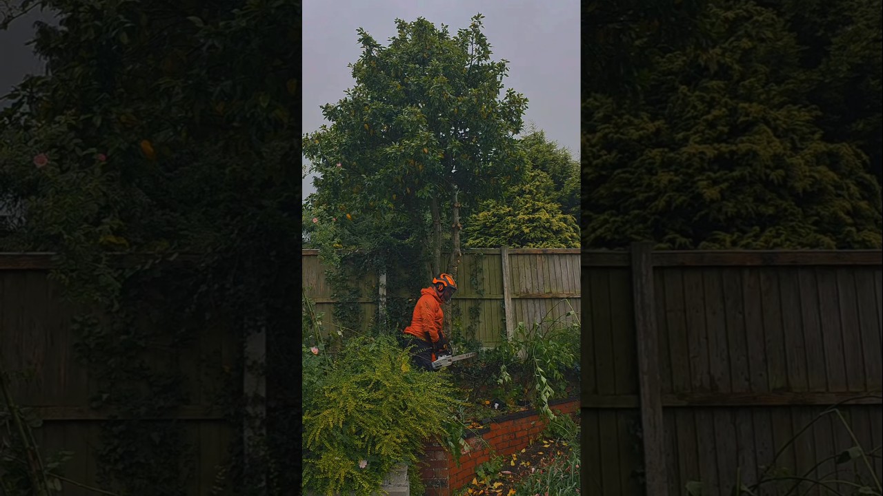 Taking down this Holly tree like it&rsquo;s on the naughty list 🌲💥 #treesurgery #stumpgrinding #Chipper