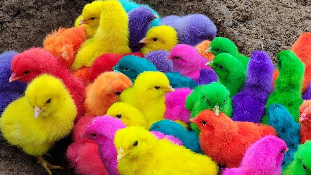 World Cute Chickens, Colorful Chickens, Rainbows Chickens, Cute Ducks@AyamLabubu