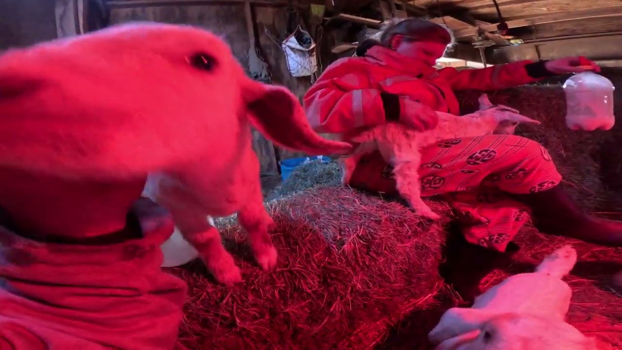 Feeding bottle baby goats,