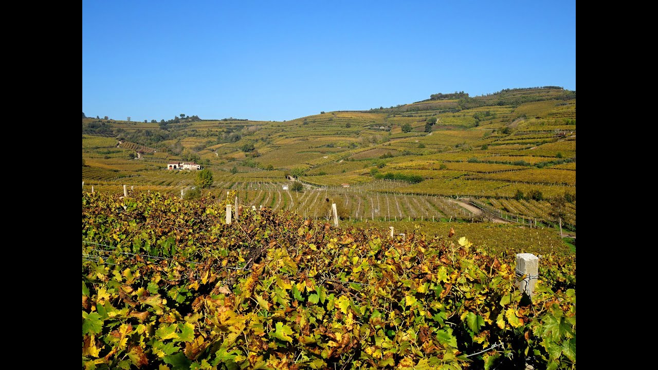 Sulle colline di Monteforte e Soave