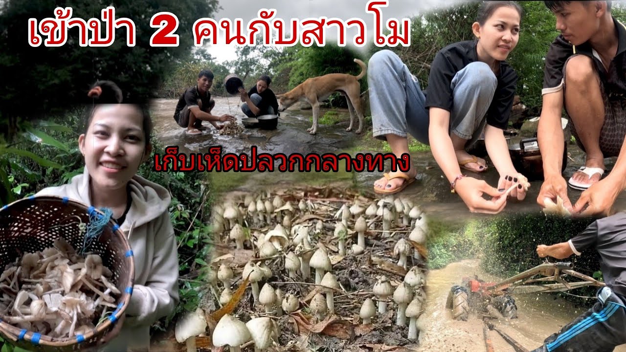 เดินทางเข้าป่ากับสาวโม2 คนทางสุดโหดเก็บเห็ดปลวกเยอะมาก/ເຂົາປ່າສອງຄົນກັບເມຍເກັບເຫັດ