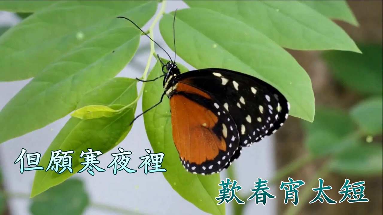 心肝寶貝 (Music) 梅艷芳  (Karaoke 純音樂 伴奏版)