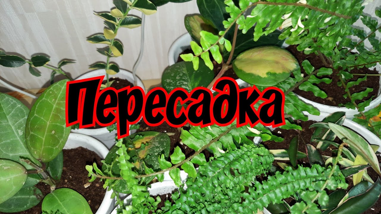 Пересадка
