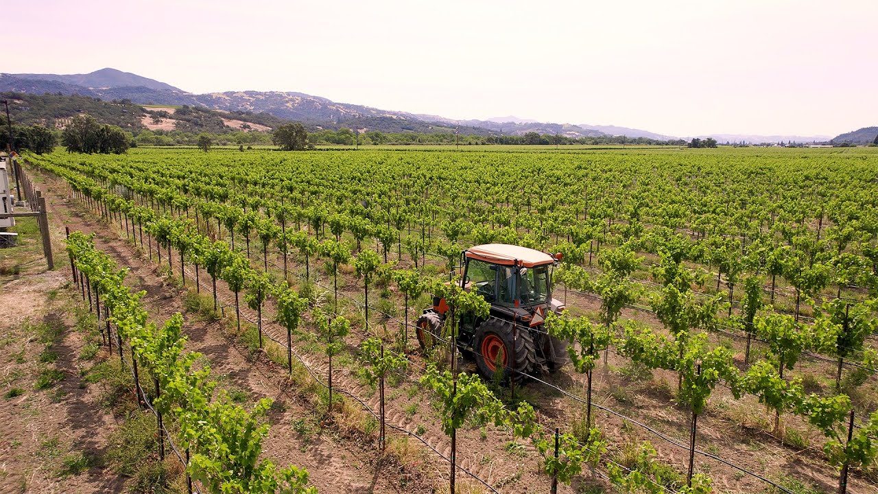 Viticulture Tech Reviews Adaptive Cultivation System For 300 Acre Operation