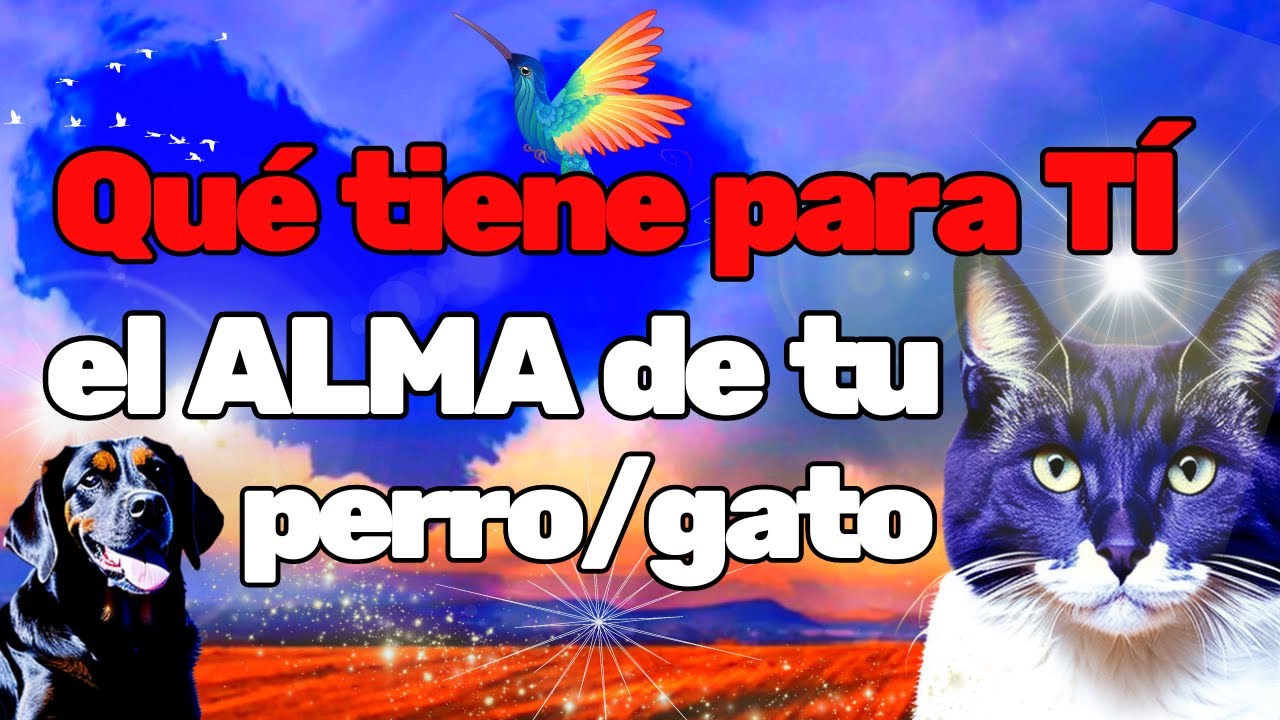 ✨Qu&eacute; MISI&Oacute;N ESPIRITUAL cumplen los animales. Reconoce su PROP&Oacute;SITO de Vida contigo