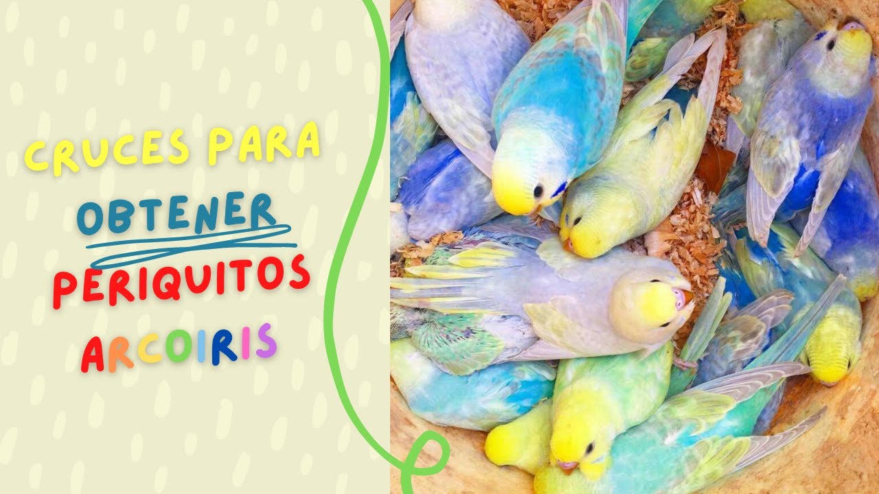 [GUÍA] Cruces para obtener periquitos arcoiris
