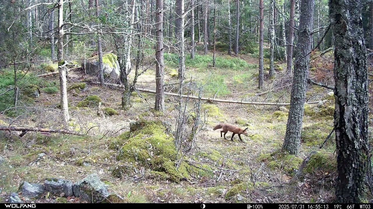Foxes and friends in Nacka Naturreservat 