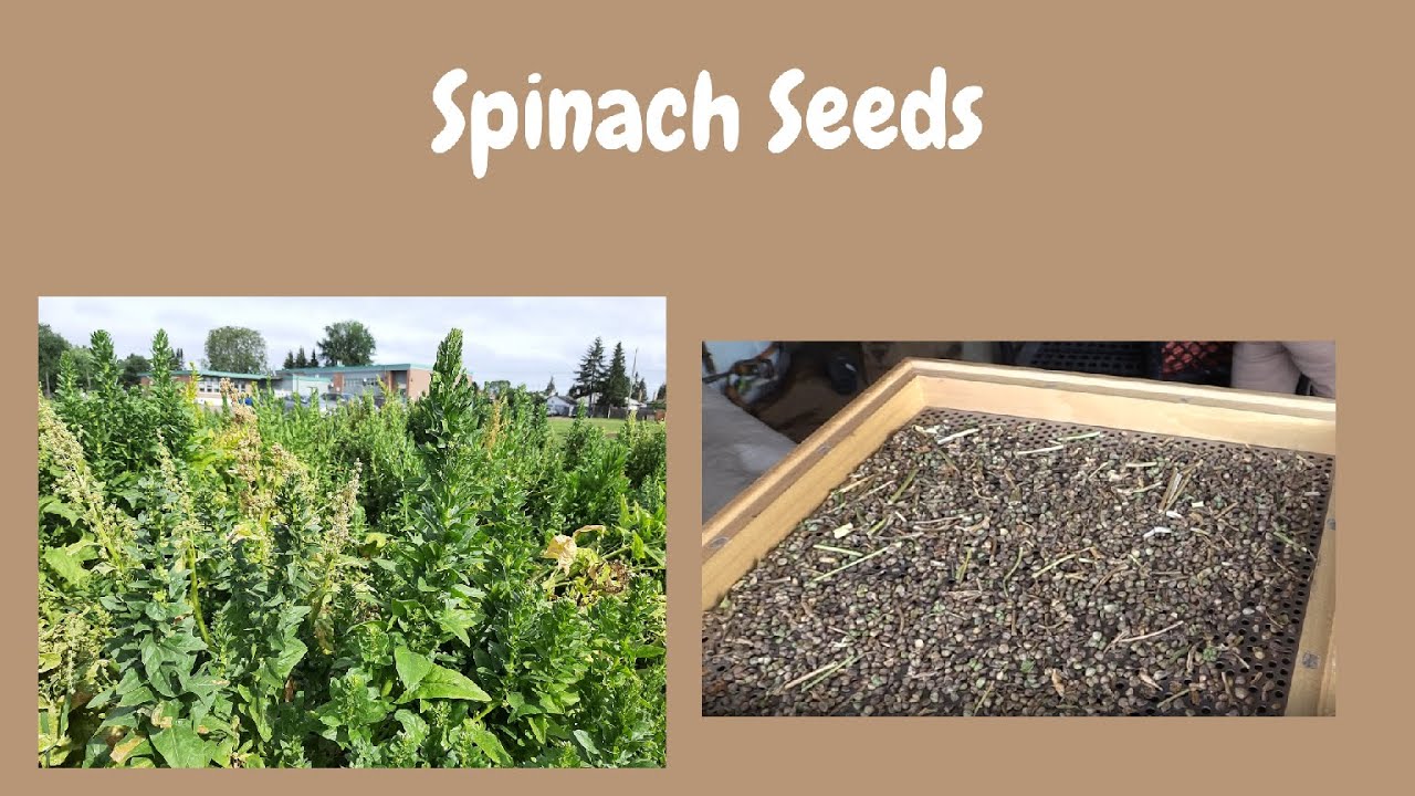 Seed2Seed - How to Grow and Save Spinach Seeds