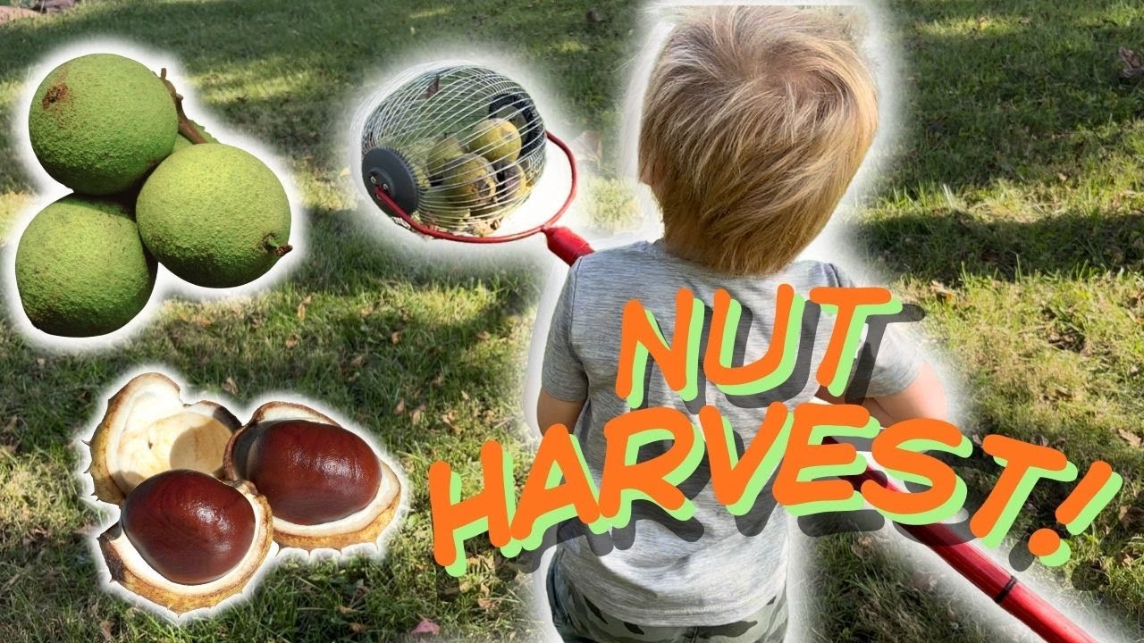 The Great Nut Harvest!
