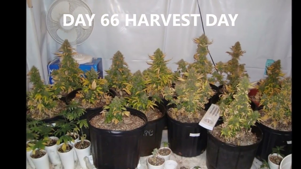 My 1st Real Autoflower Seed To Harvest Grow Slideshow -Short Stuff Russian Rocket Fuel and AK47