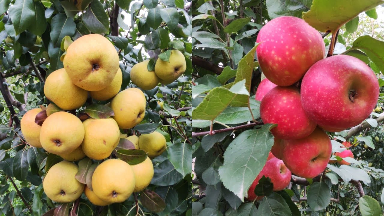 Perele de iarna la identificare și cele mai gustoase mere la momentul recoltării 🍐🍎🍏