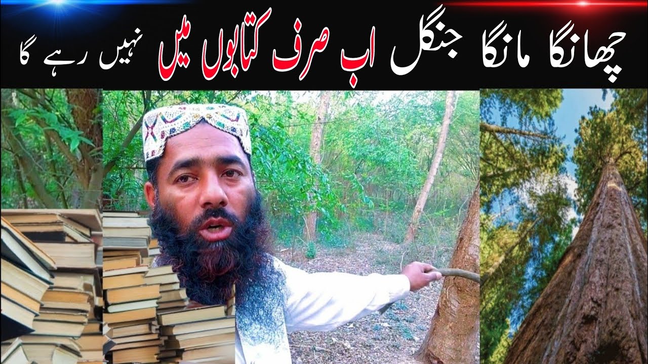 چھانگا مانگا جنگل اب صرف کتابوں میں نہیں رہے گا | Hafiz Nadeem Abbas