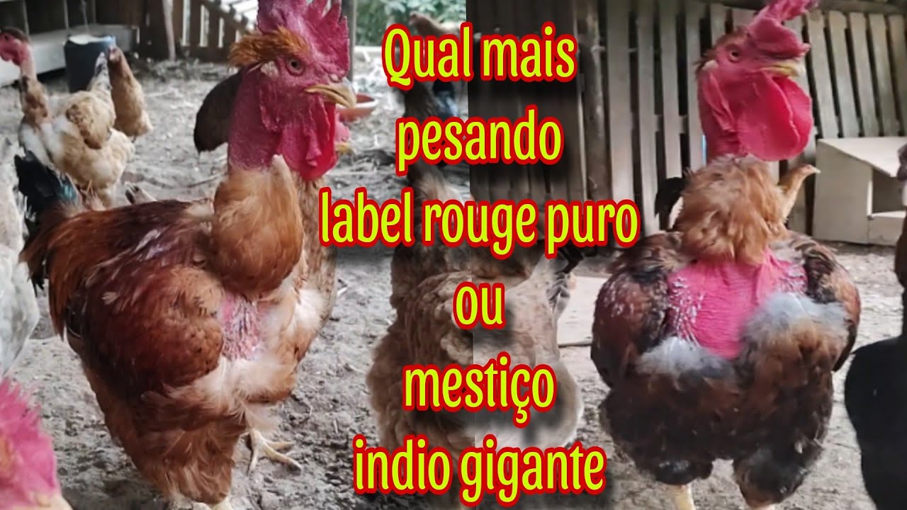 Label rouge puro ou Label rouge mestiço índio qual mais pesado.
