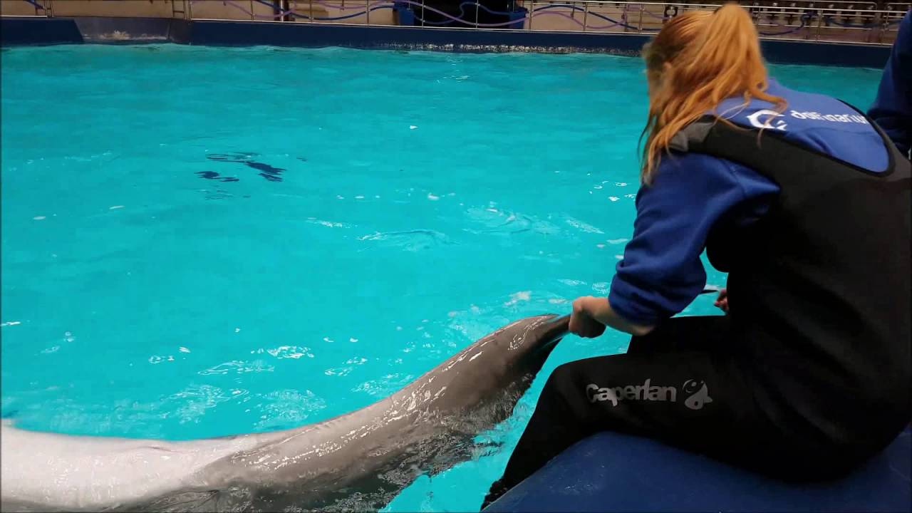 Maak kennis met Tlisala - Dolfinarium