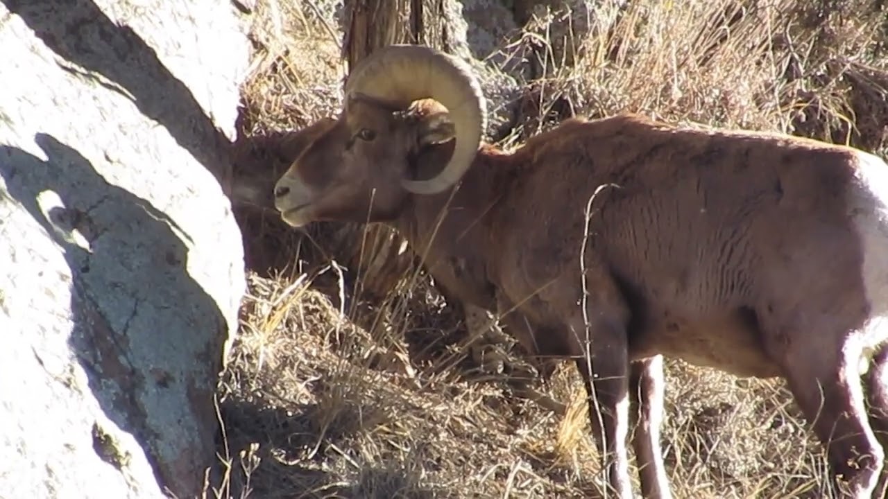 Ram @ 12,000 feet (Bighorn Sheep)