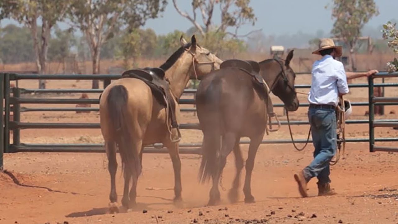 Safety on outback stations - a snapshot of the Northern Territory's cattle industry