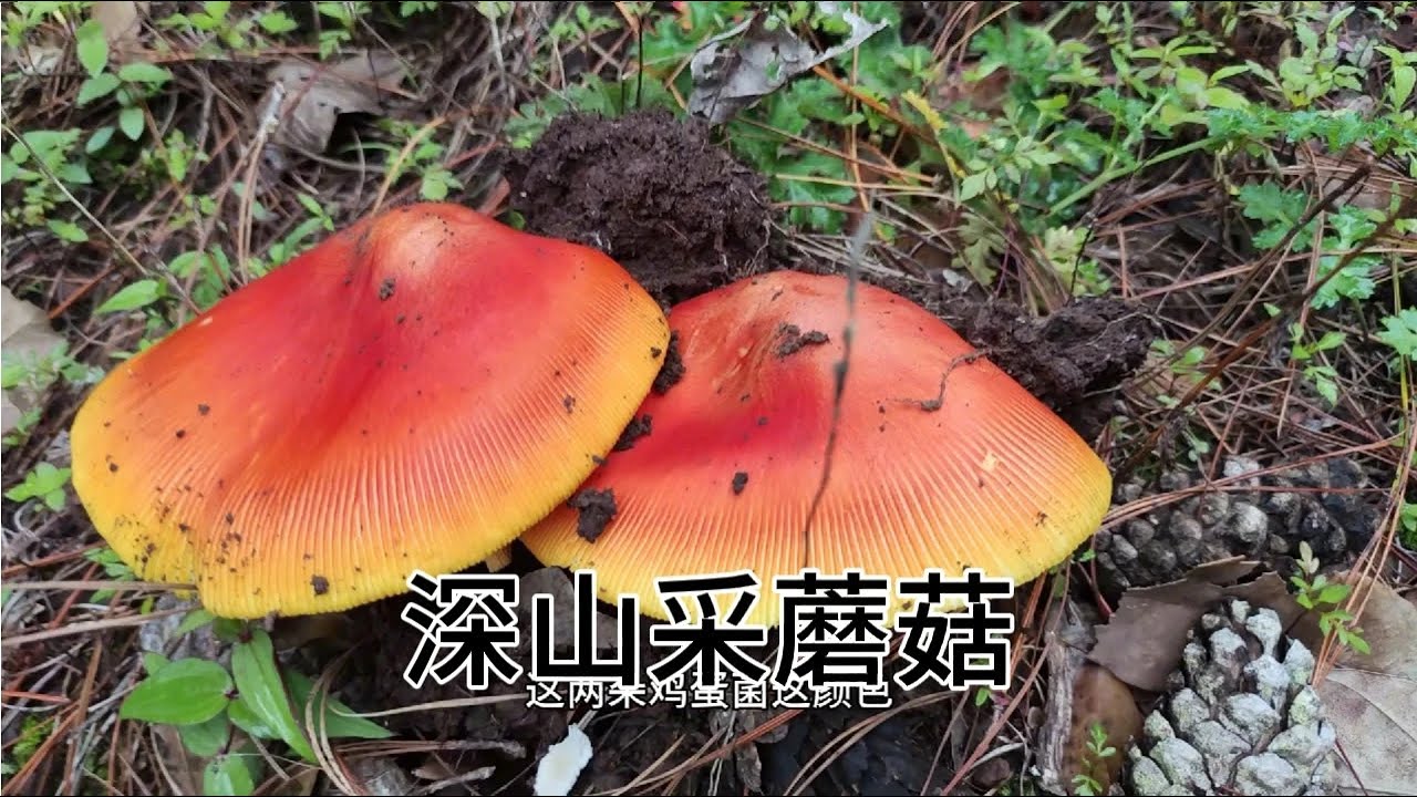 云南小伙深山寻找菌子，一朵接一朵的牛肝菌，很肥！还有各种菌子#捡蘑菇 #野生菌 #捡菌子 #上山采蘑菇 #菌子 #山珍美味 #蘑菇 #野蘑菇 #采蘑菇 #牛肝菌 #云南野生菌