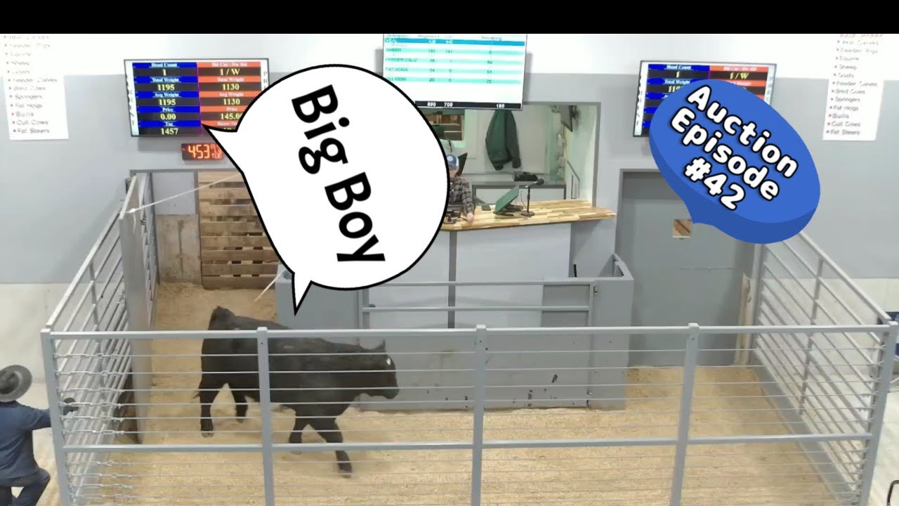 Feeder Calf Auction on 01/13/2026