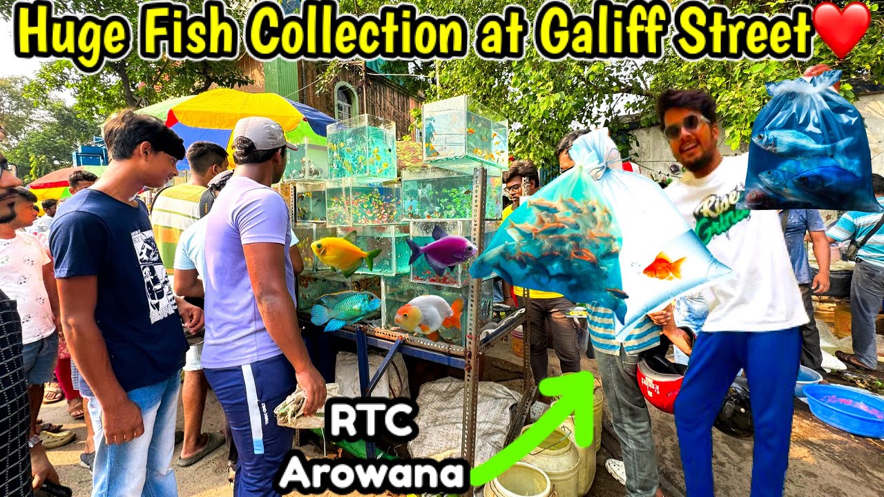 Purchased Imported Gold Fish, Parrot Fish from Galiff Street | Galiff Street❤️Kolkata